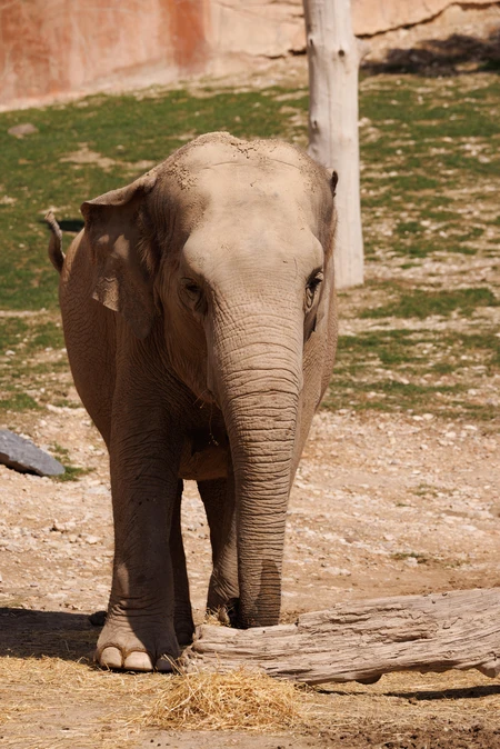 Elephant in Natural Habitat