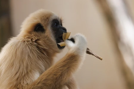 Monkey Eating
