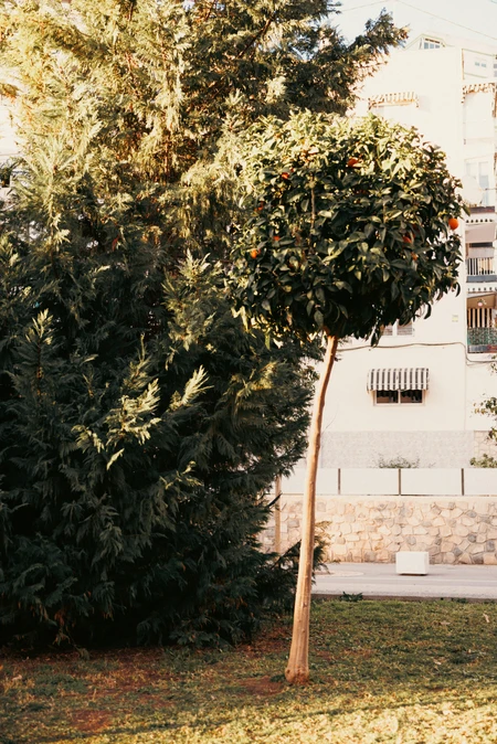 City Lemon Tree