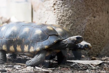 Tortoises in Natural Habitat