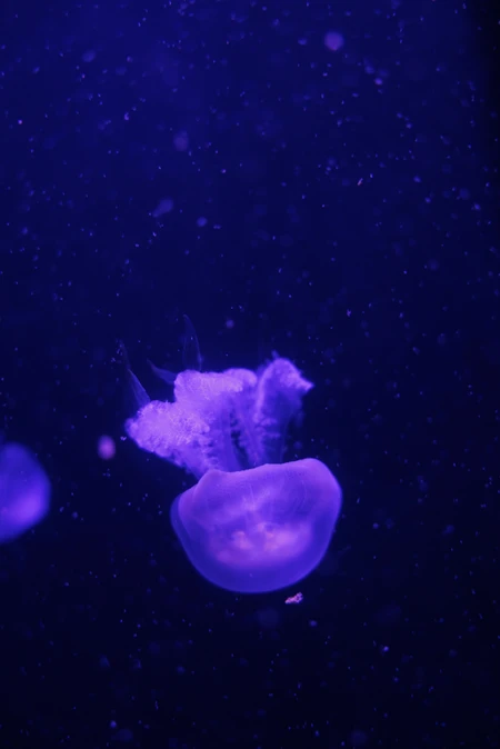 Luminescent Jellyfish in Deep Blue