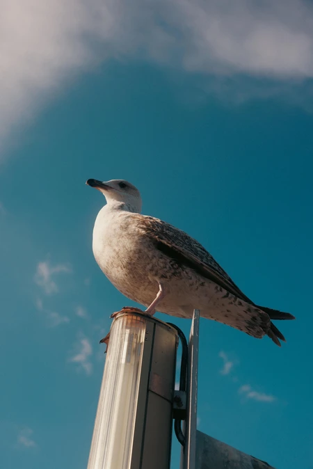 Seagull on a Lamp Post
