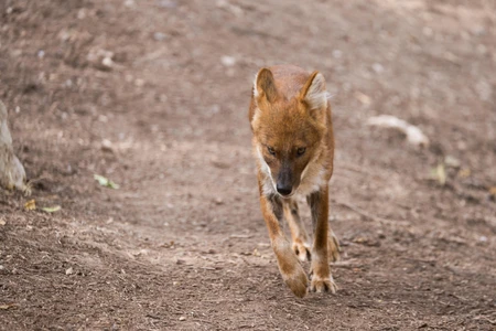 Wild Canine on Dirt Path