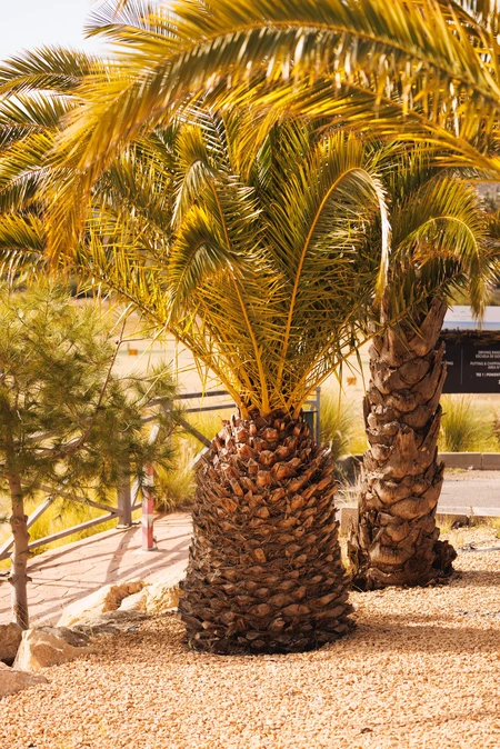 Palm Trees in Sunlight