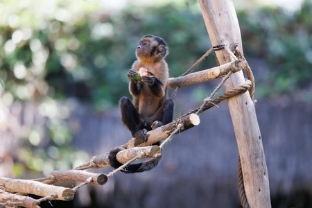 Monkey Perched on a Rope