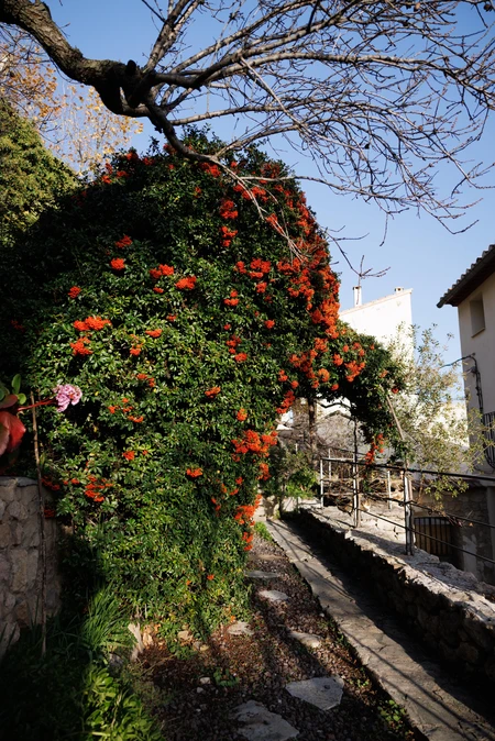 Vibrant Pathway in Bloom