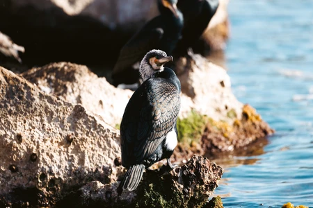 Cormorant by the Water