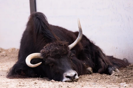 Resting Yak