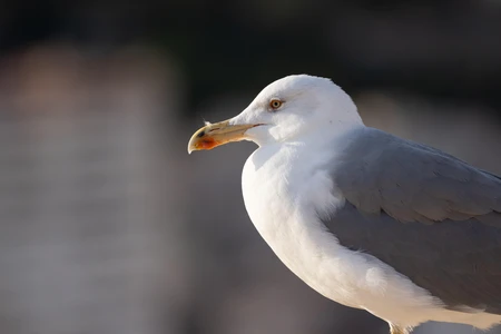 Close-up of a Seagull
