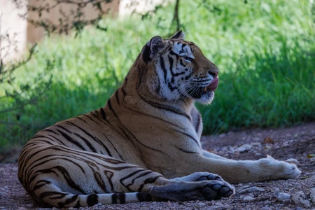Resting Tiger in the Wild