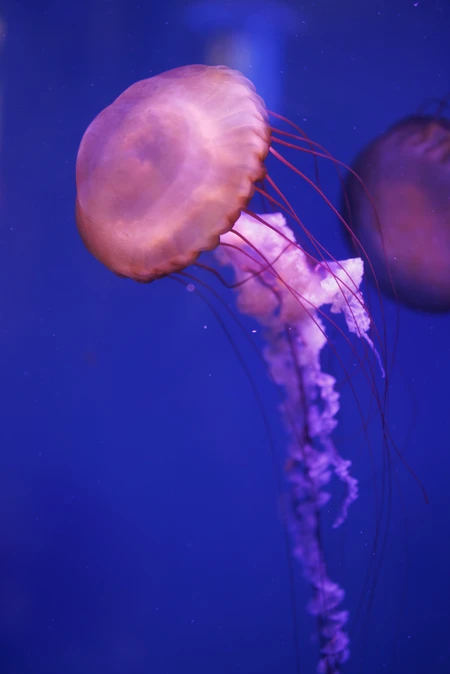 Graceful Jellyfish in Blue Waters