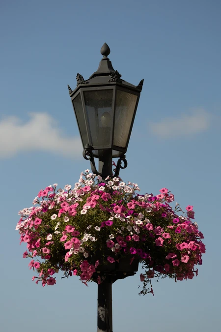 Floral Street Lamp