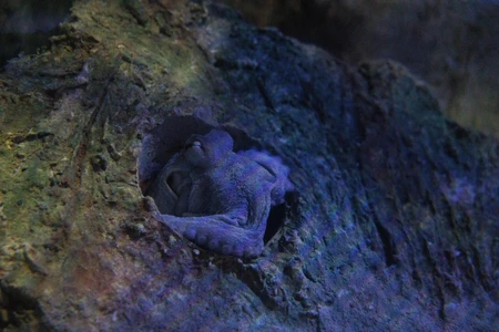 Octopus in Rock Crevice