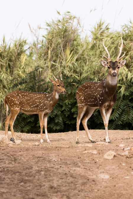 Spotted Deer in Natural Habitat