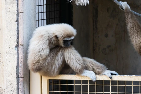 Thoughtful Gibbon in Enclosure