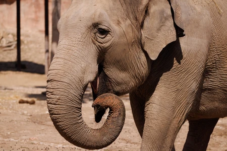Elephant in the Wild