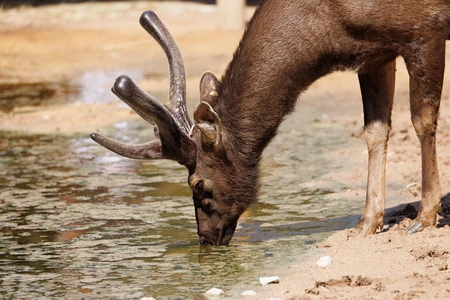 Deer Drinking Water