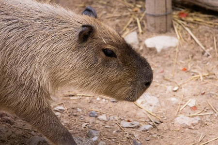 Capybara in Natural Habitat