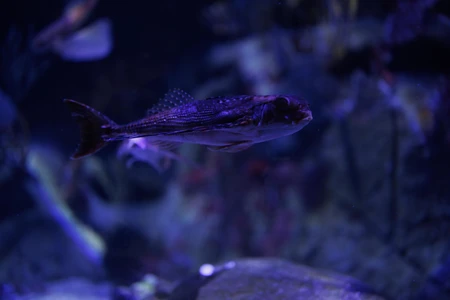Underwater Fish