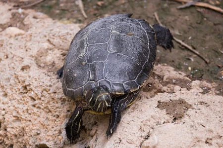 Turtle on Rocky Surface