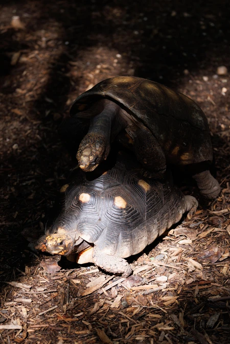 Tortoises in Natural Habitat