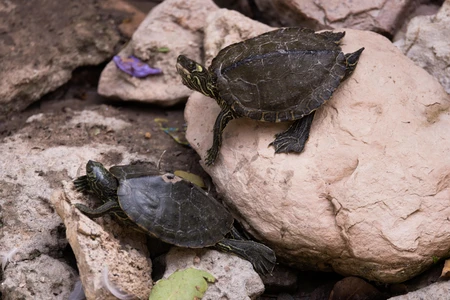 Turtles on Rocks