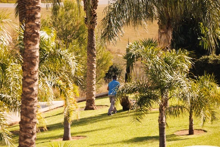 Palms and Leisure