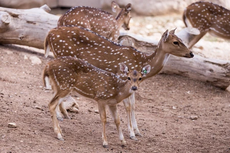 Spotted Deer in Natural Habitat