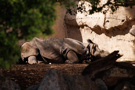 Resting Rhinoceros