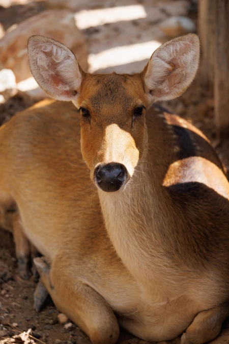 Resting Deer in Sunlight