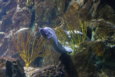 Eel in an Underwater Habitat
