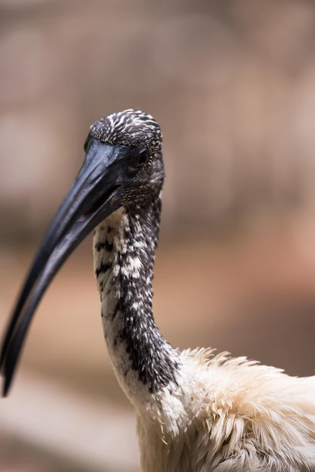 Close-up of a Bird