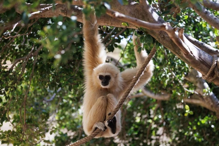 Gibbon in the Canopy