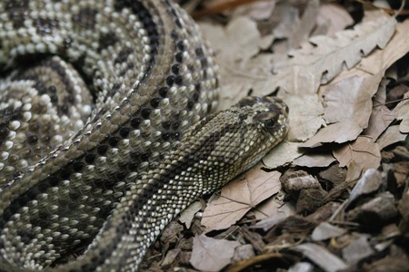 Coiled Snake on Forest Floor