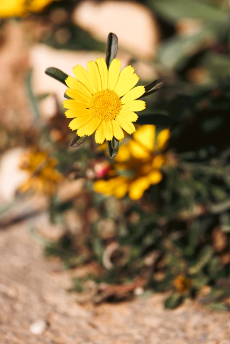 Bright Yellow Blossom