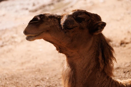 Camel in Desert