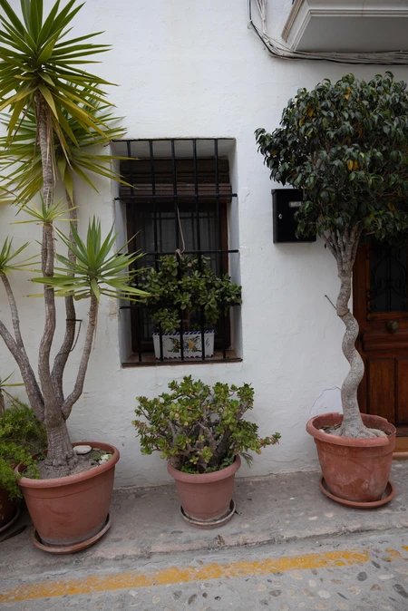 Charming Potted Plants by Window