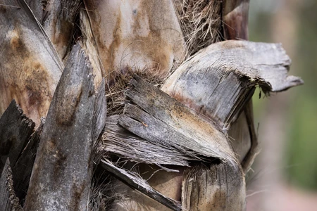 Close-up of Tree Bark Texture