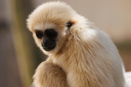 Portrait of a Gibbon