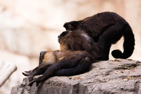 Resting Monkeys