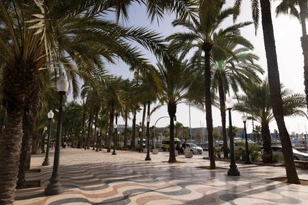 Sunny Palm-Lined Promenade