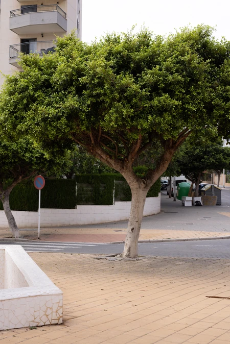 Urban Streetscape with Trees