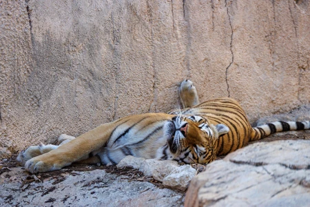 Resting Tiger