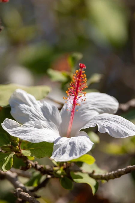 White Hibiscus Bloom