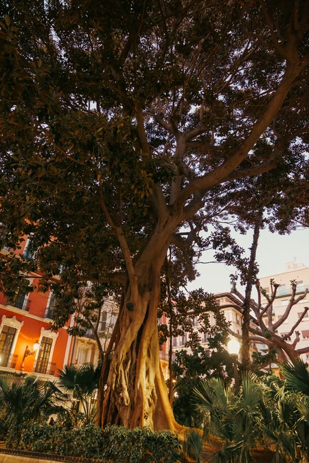 Majestic Urban Tree