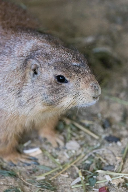 Close-up of a Prairie Dog