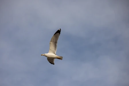 Seagull in Flight