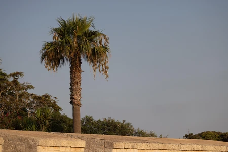 Sunny Palm Tree by the Wall