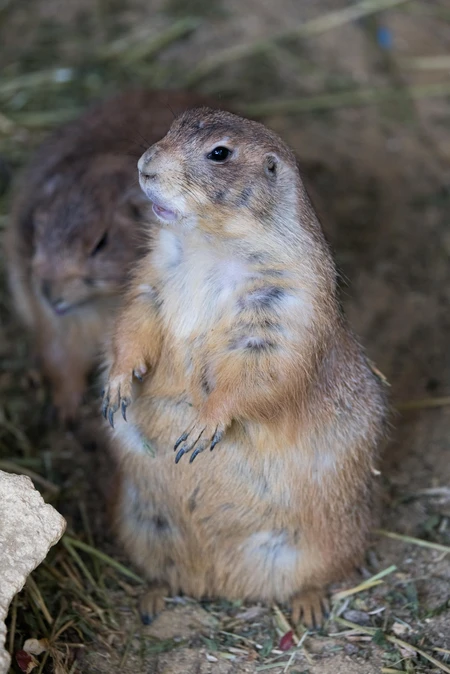Prairie Dog Interaction