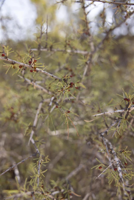 Thorny Desert Shrub